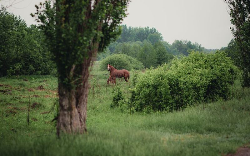 Коні в лісі